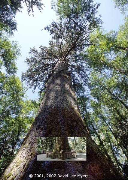 Old growth sitka spruce, largest sitka spruce, Clatsop County, Oregon.