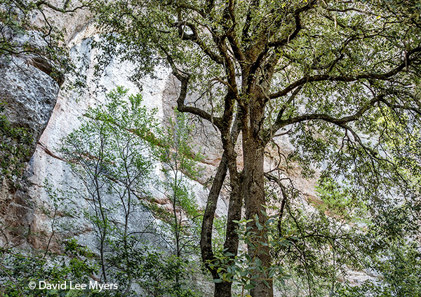 Poets Walk, trees and rock cliff.