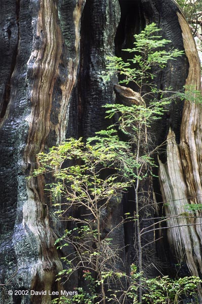 Old growth western redcedar trunk with western hemlock sapling, Long Island Cedars, Willapa National Wildlife Refuge, Washington.