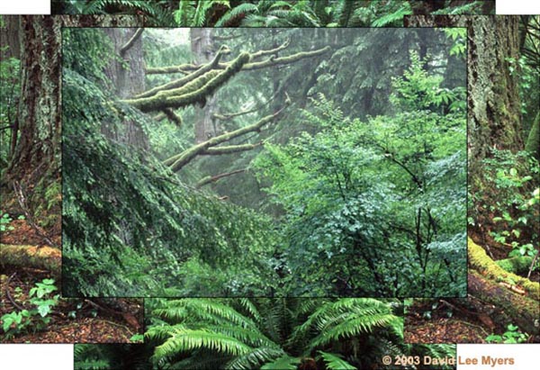 Shively Park, Astoria, Oregon. Old forest in the rain.