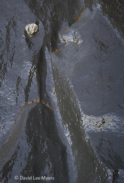 Beach cliff with fossil shell, Oregon coast.