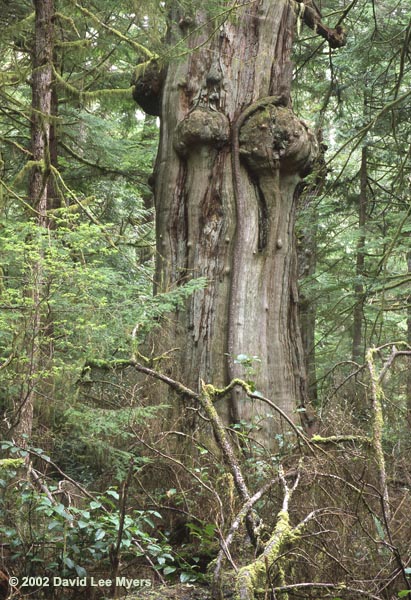 Old growth western redcedar, Long Island Cedars, Willapa National Wildlife Refuge, Washington.