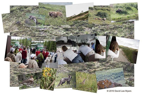 Wildlife seen from the Denali National Park bus.